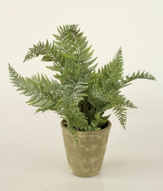 Green Fern In Cement Pot